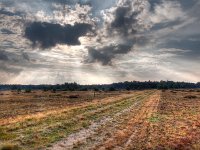 A straight trail is dissapearing on a dutch nature reserve  A straight trail is dissapearing at the horizon on a dutch nature reserve : atmosphere, background, beam, beautiful, bright, cloud, creative nature, environment, field, fresh, grass, green, greens, hdr, heath, heather, heathland, holland, horizon, idyllic, landscape, landschap, light, mood, national, natural, nature, nederland, nobody, organic, outdoors, park, path, pathway, peace, picturesque, plants, ray, reserve, road, rudmer zwerver, rural, sand, serene, serenity, sky, summer, sun, sunlight, track, trail, tree, trees, walks, wood